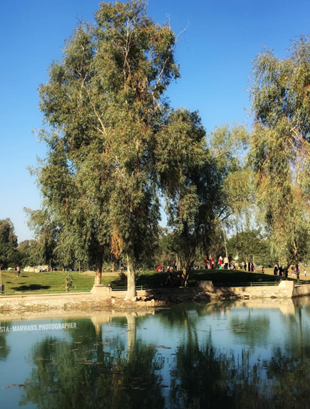 A big park and garden full of trees and lack in Baghdad, Iraq