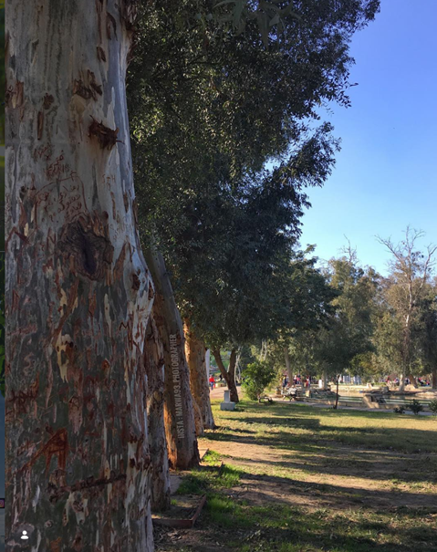 Sunny morning in the garden show trees with shadow in Baghdad, Iraq