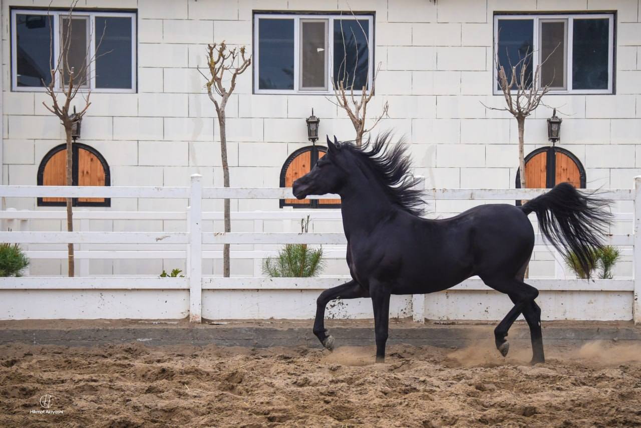 black horse running in a sandy field