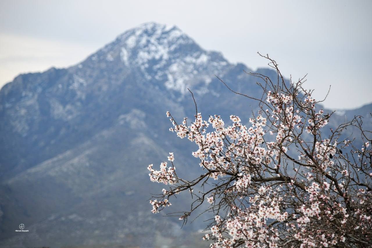 spring flowers with snowy mountains in Erbil Kurdistan
