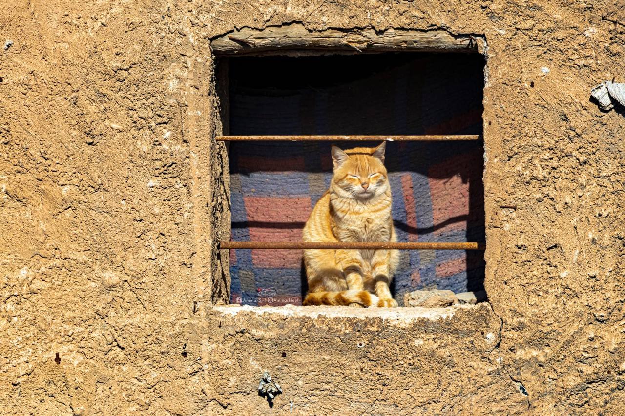 cute cat sitting in window to take sun bath in city of Hit, Iraq