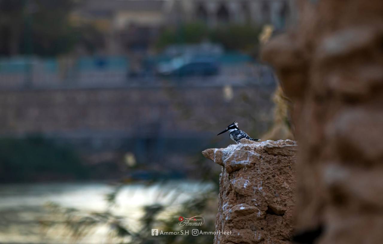 small bird sitting on the rocks and seeing the water in city of Hit, Iraq