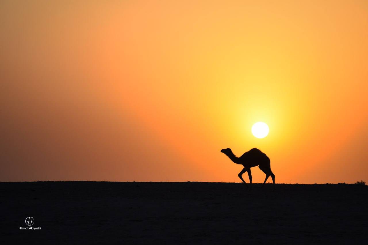 camel walking in desert at sunset in Iraq