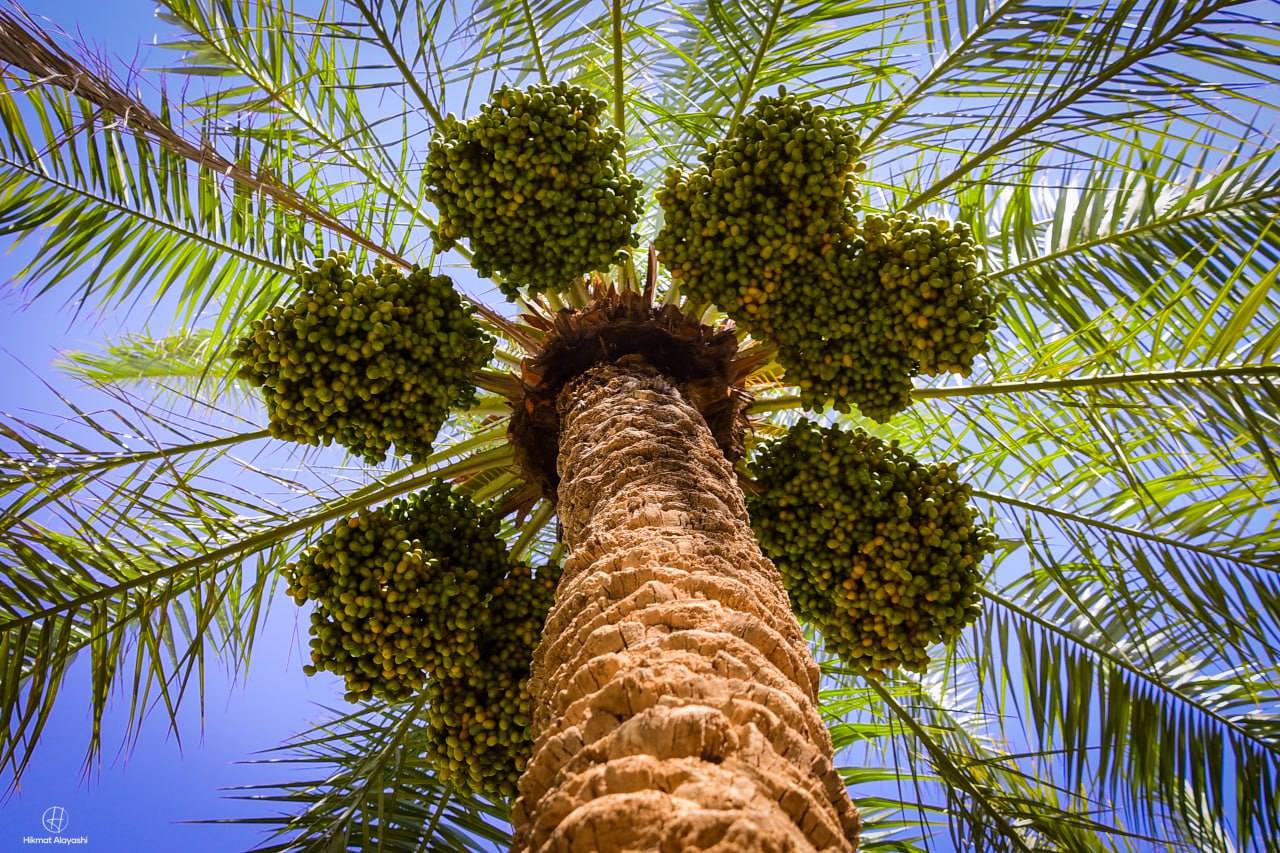 date palm tree full of dates seen from below in Iraq