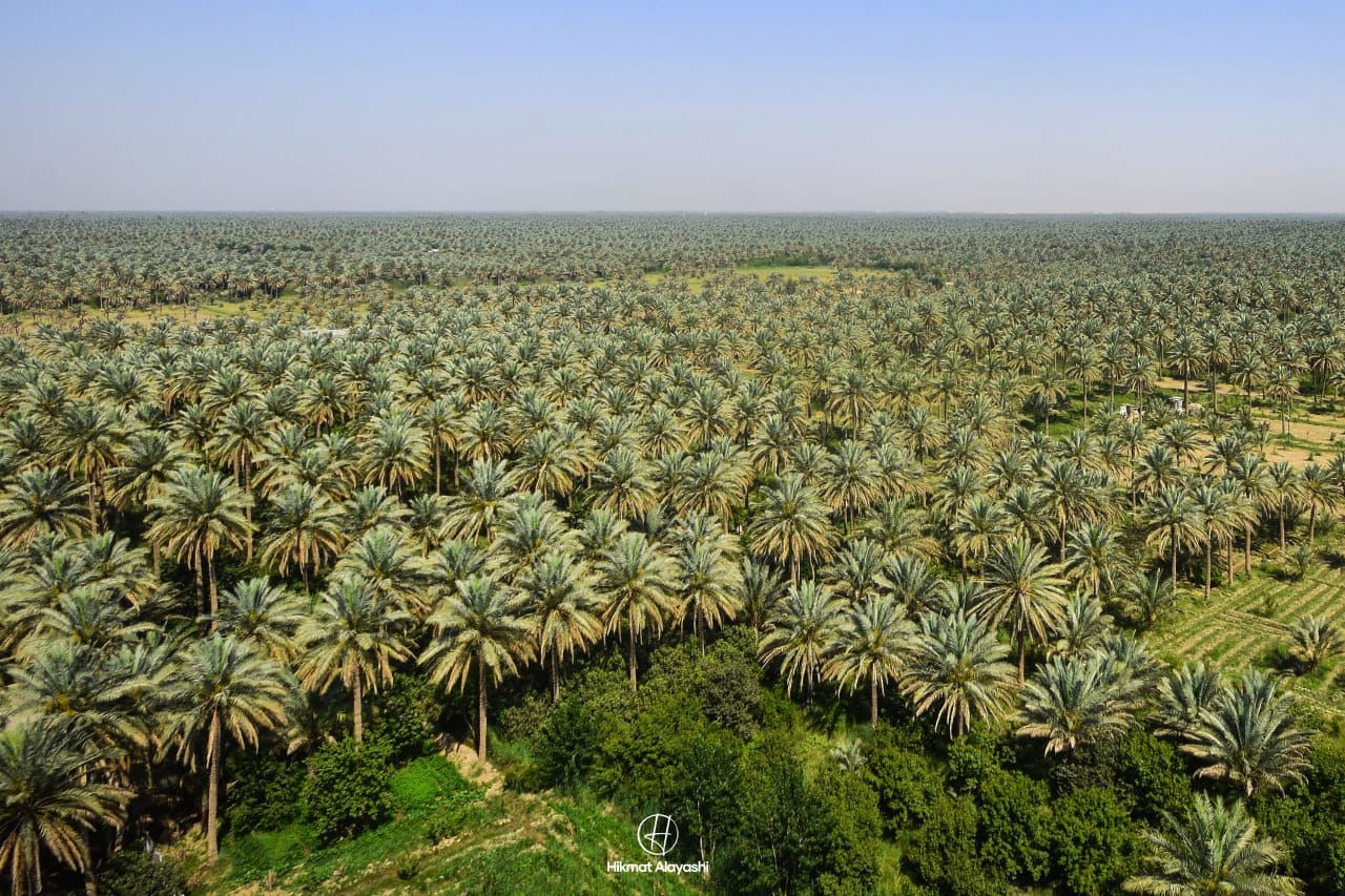 large palm tree farm landscape in Iraq
