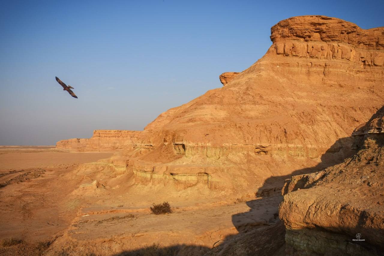 bird flying over desert cliffs in Karbala Iraq