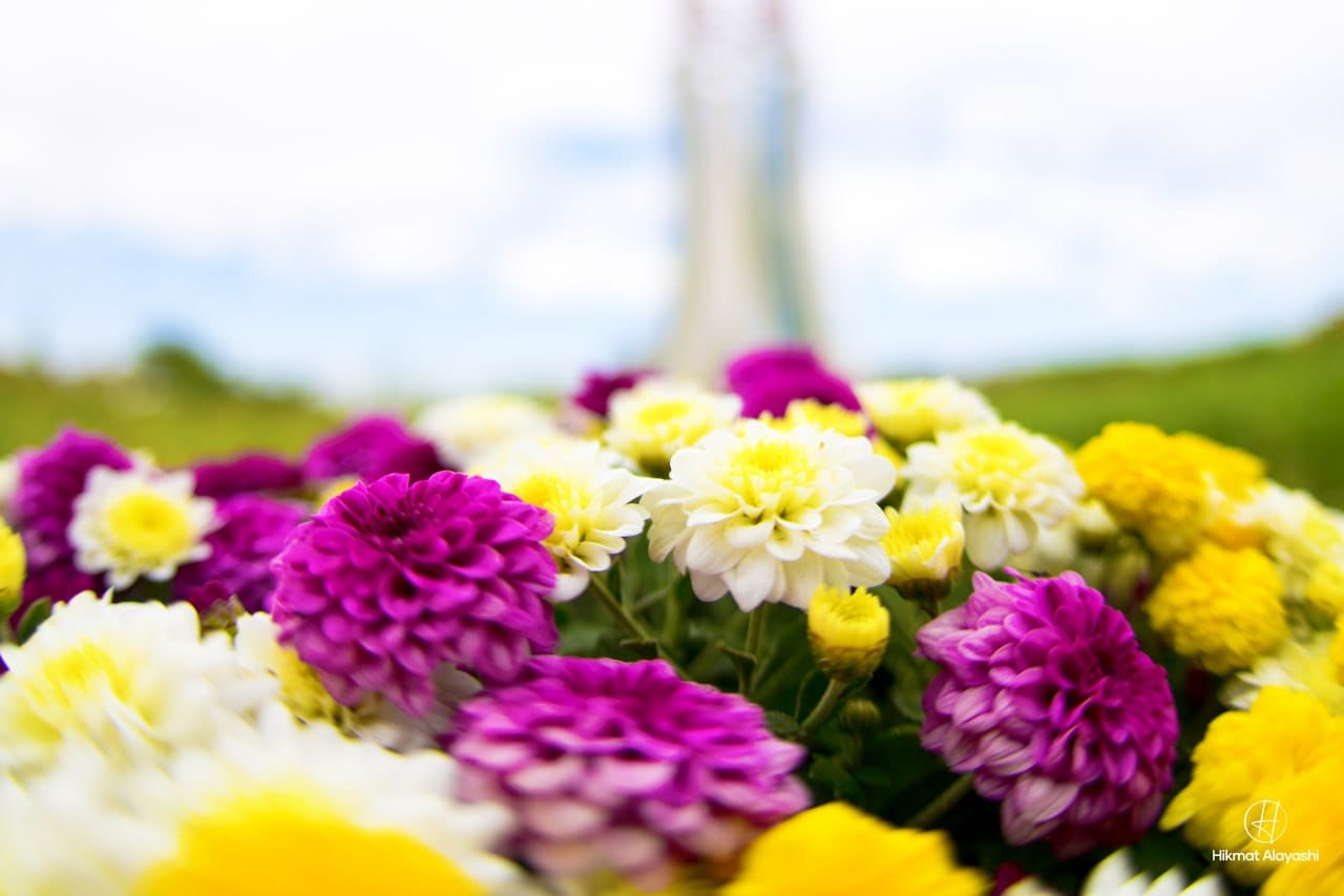 yellow and purple flowers in a garden in Karbala Iraq
