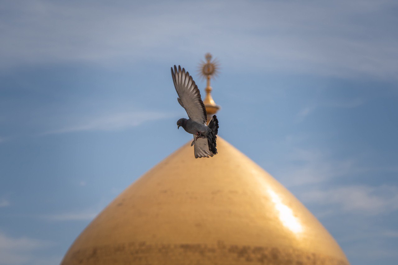 flying bird in the sky scene in Karbala, Iraq 