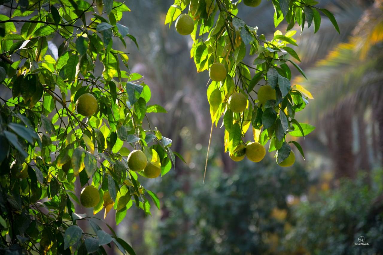 citrus fruits growing on tree branches in Karbala Iraq