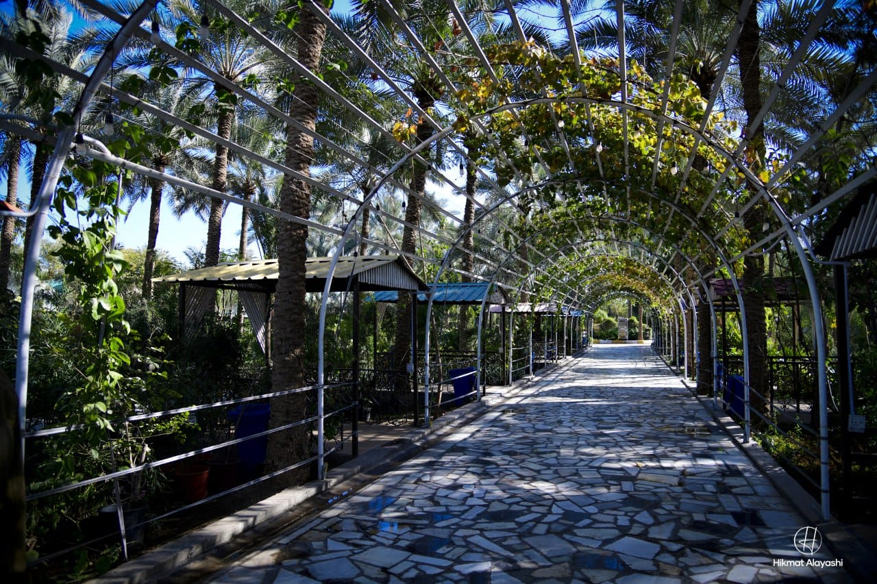 palm tree path inside a garden in Karbala Iraq