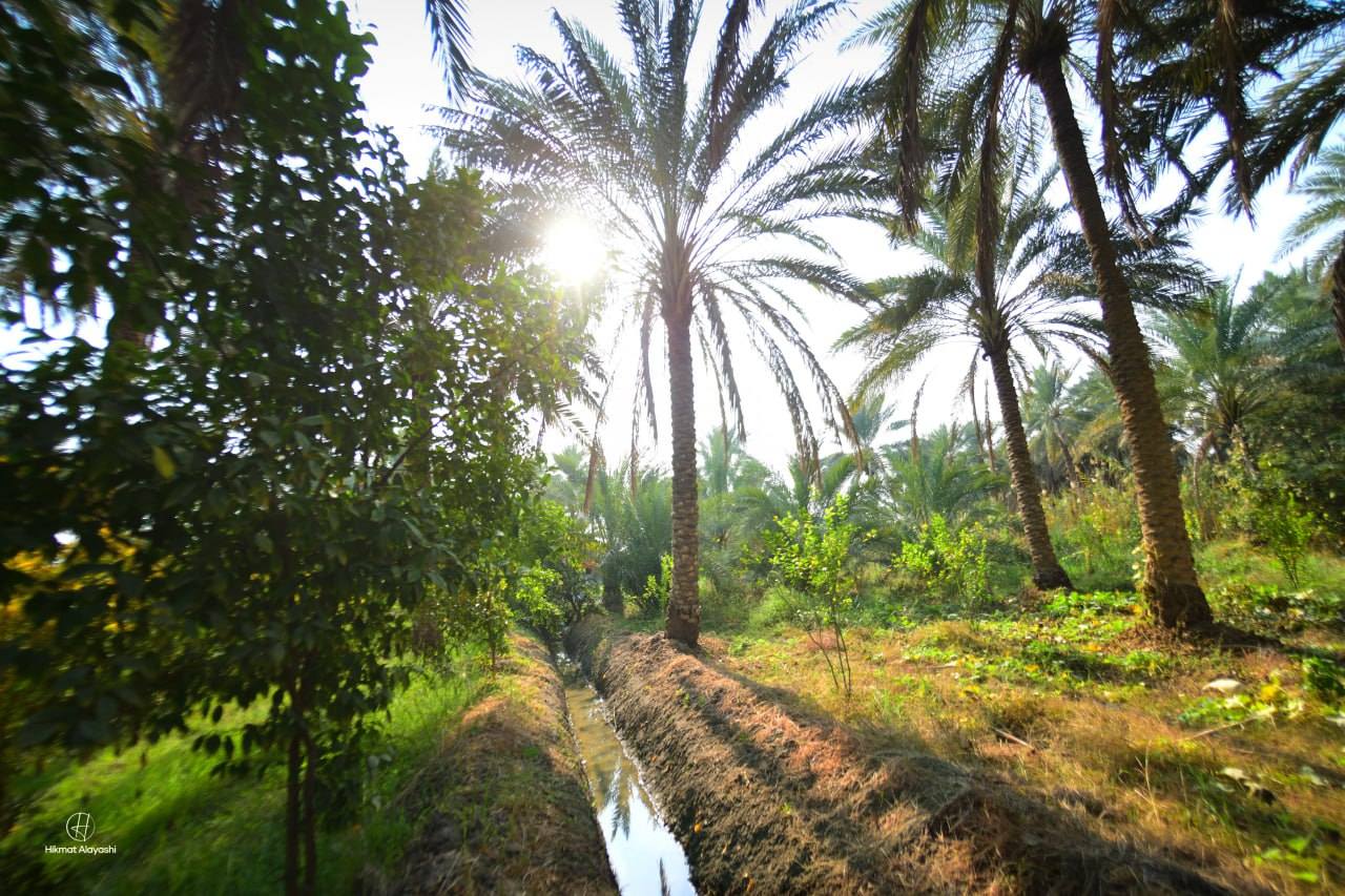 sunlight shining through palm trees in a Karbala garden