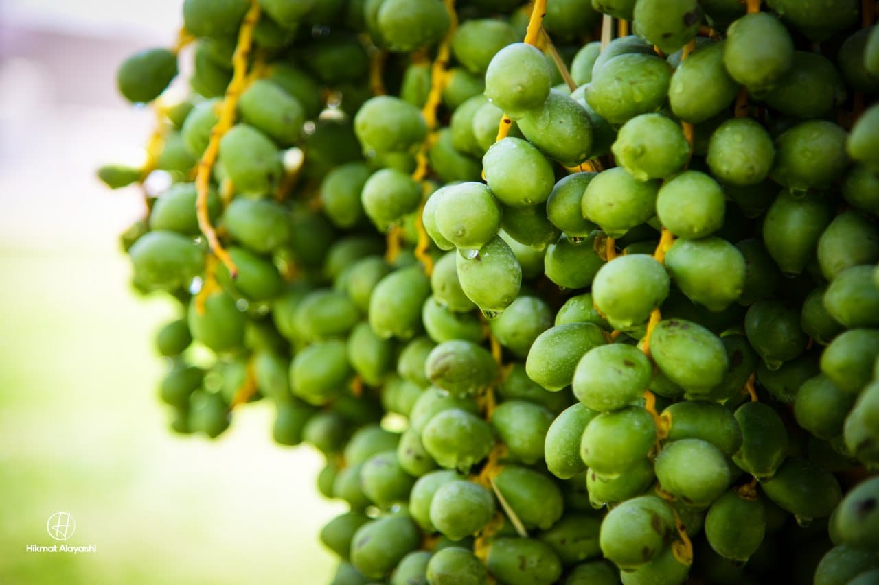 fresh green dates hanging from a palm tree in Karbala Iraq