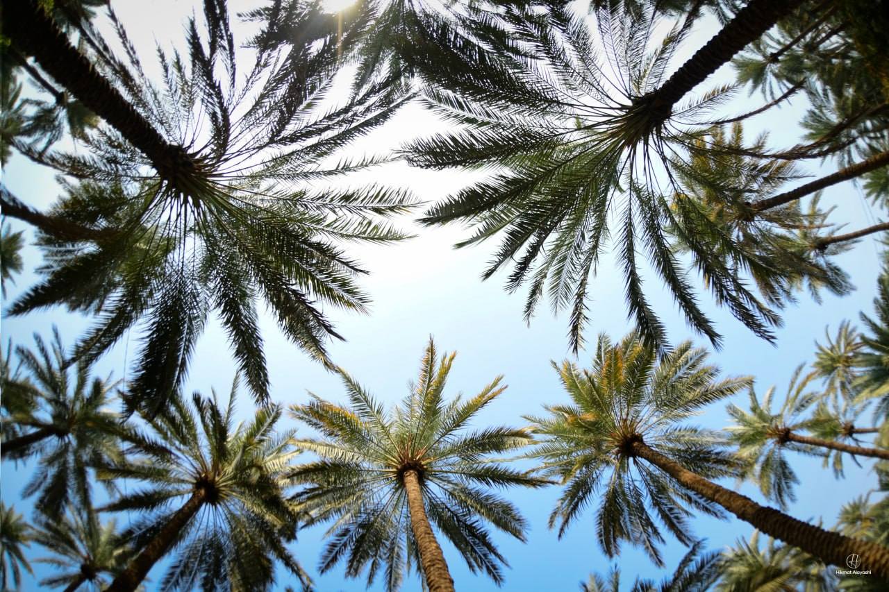blue sky above palm trees in a green farm in Karbala Iraq