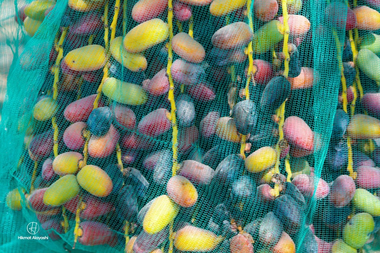 dates from palm trees in a green farm in Karbala, Iraq