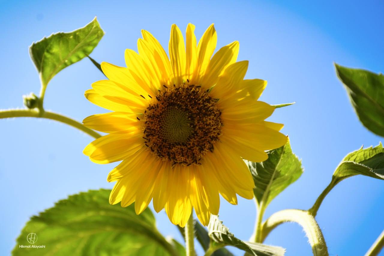 gorgeous sun flowers in Karbala, Iraq