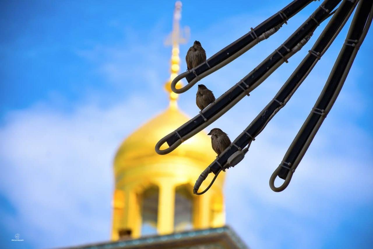 cute three birds sitting to rest in Karbala, Iraq