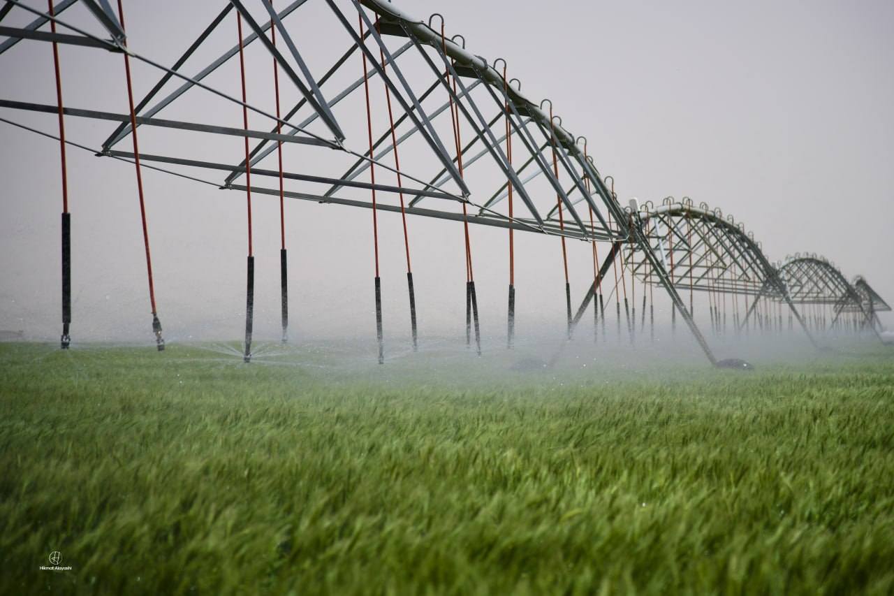 watering the green farm in Karbala, Iraq