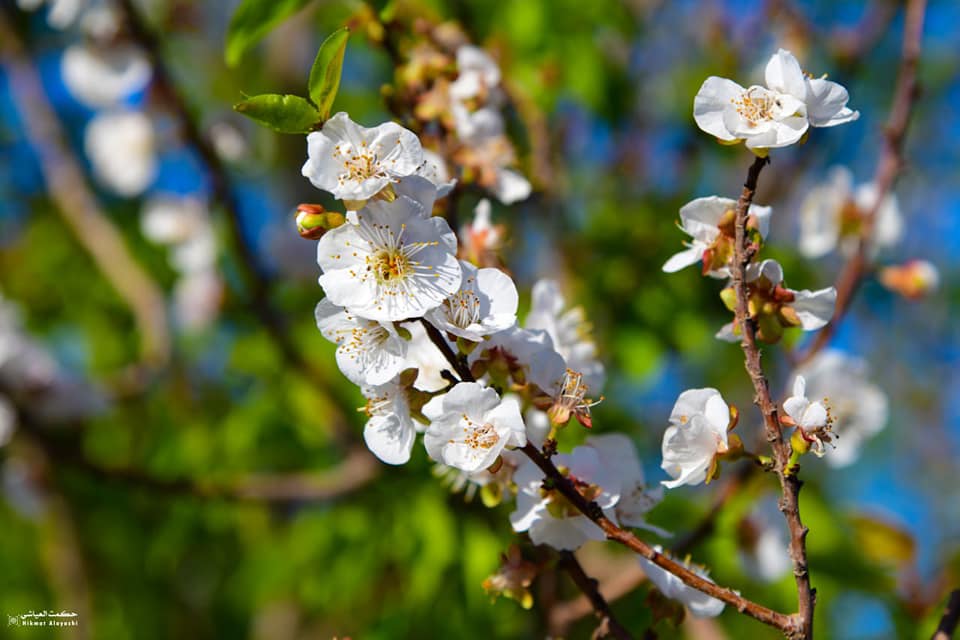 white flowers at trees in a green farm in Karbala, Iraq