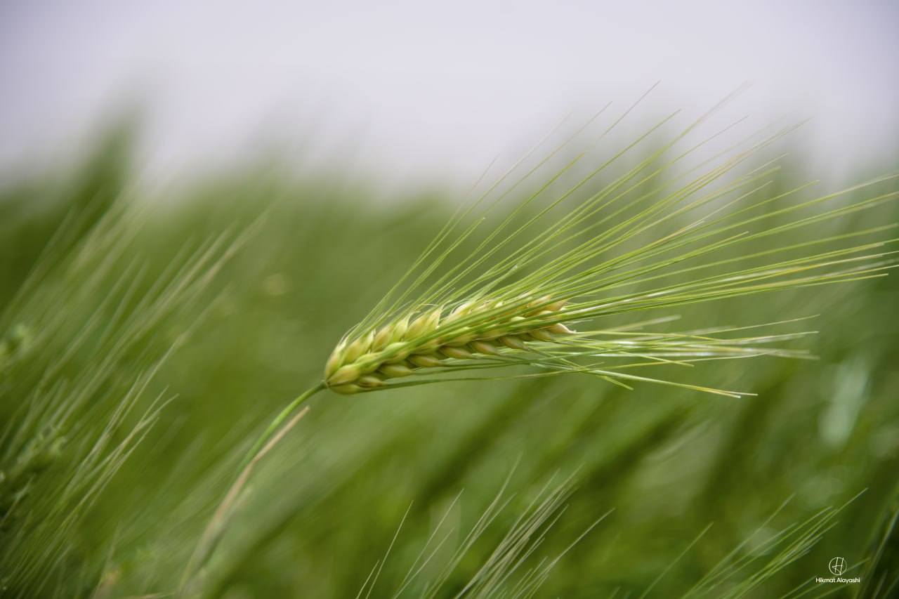 whole grain in a green farm in Karbala, Iraq