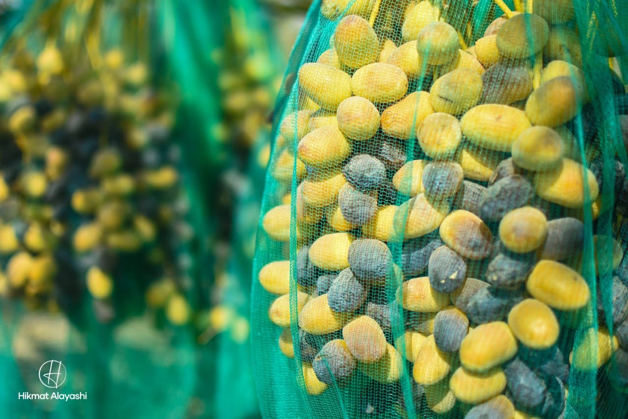 golden dates hung at palm trees in a green farm in Karbala, Iraq