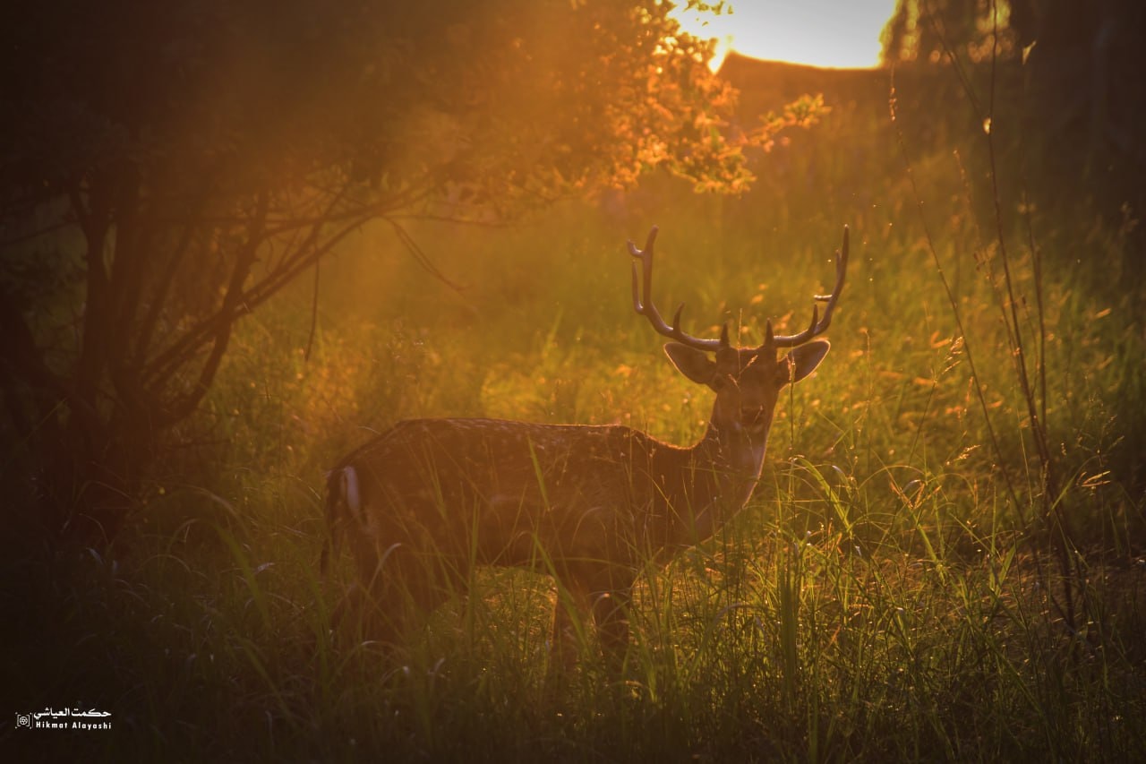 deer standing in warm sunset light in Najaf, Iraq