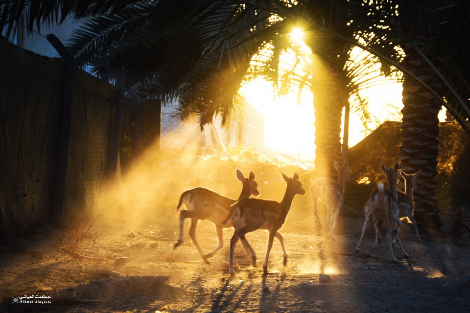 group of deer walking through golden morning light in Najaf, Iraq