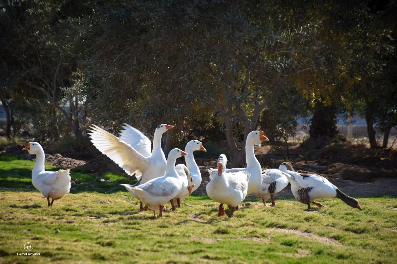white swans gathered on grass in Najaf, Iraq