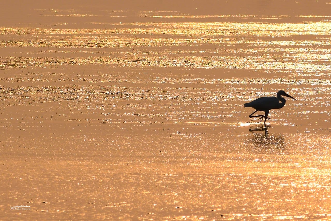 bird walking across golden water at Razzaza Lake, Iraq
