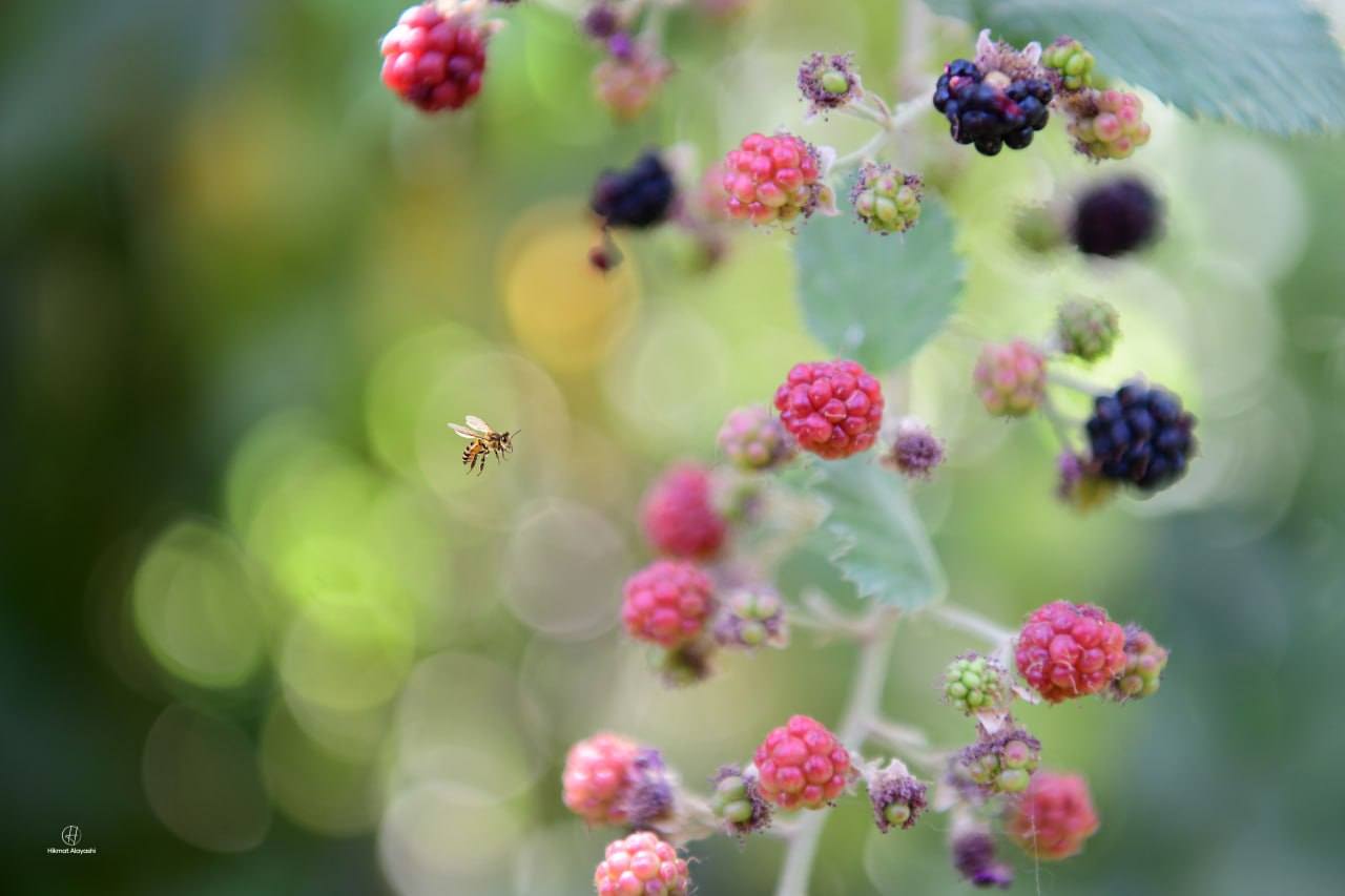 bee flying near wild berries in Iraq