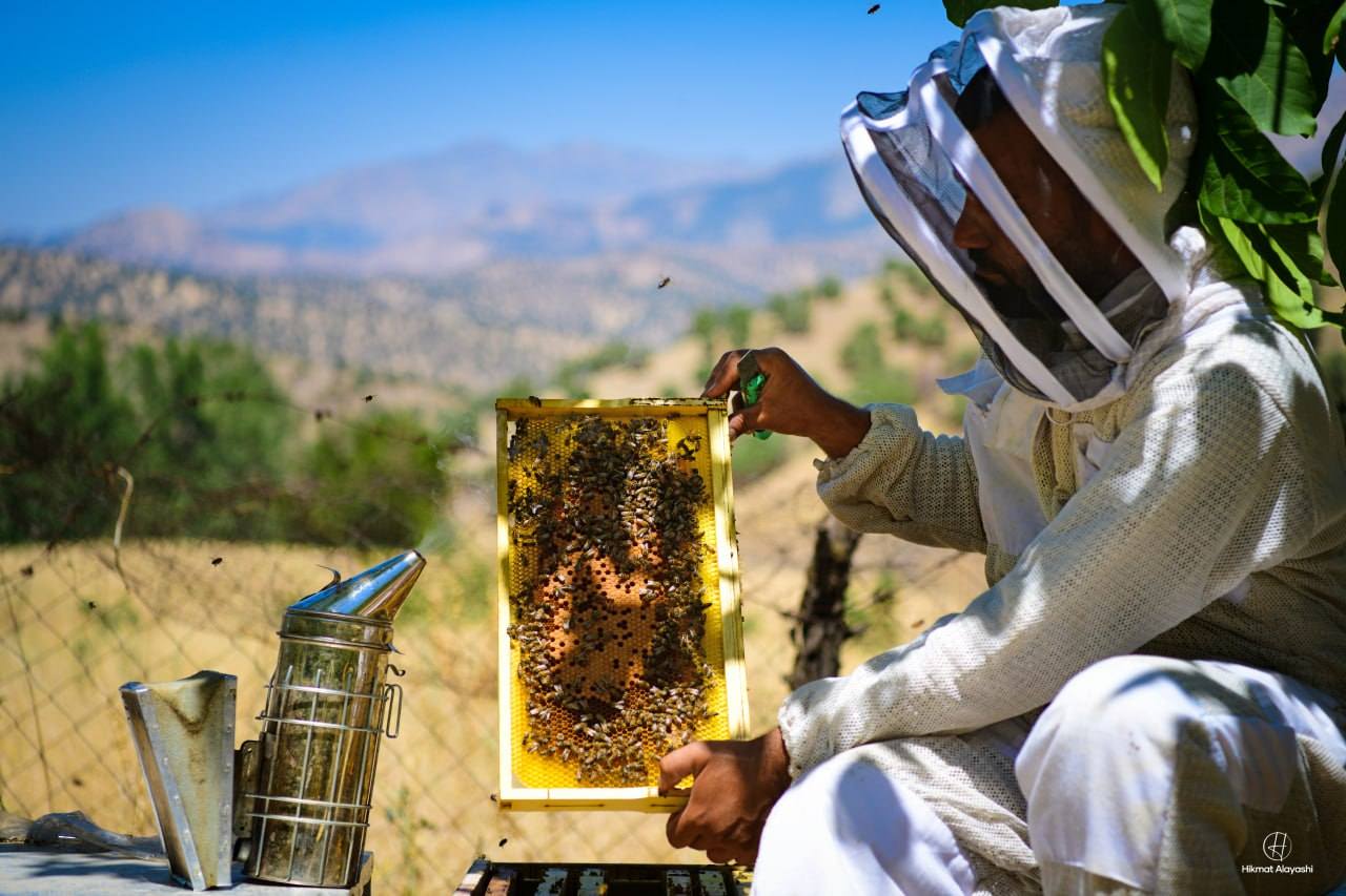 beekeeper inspecting honeycomb frame with bees in Iraq