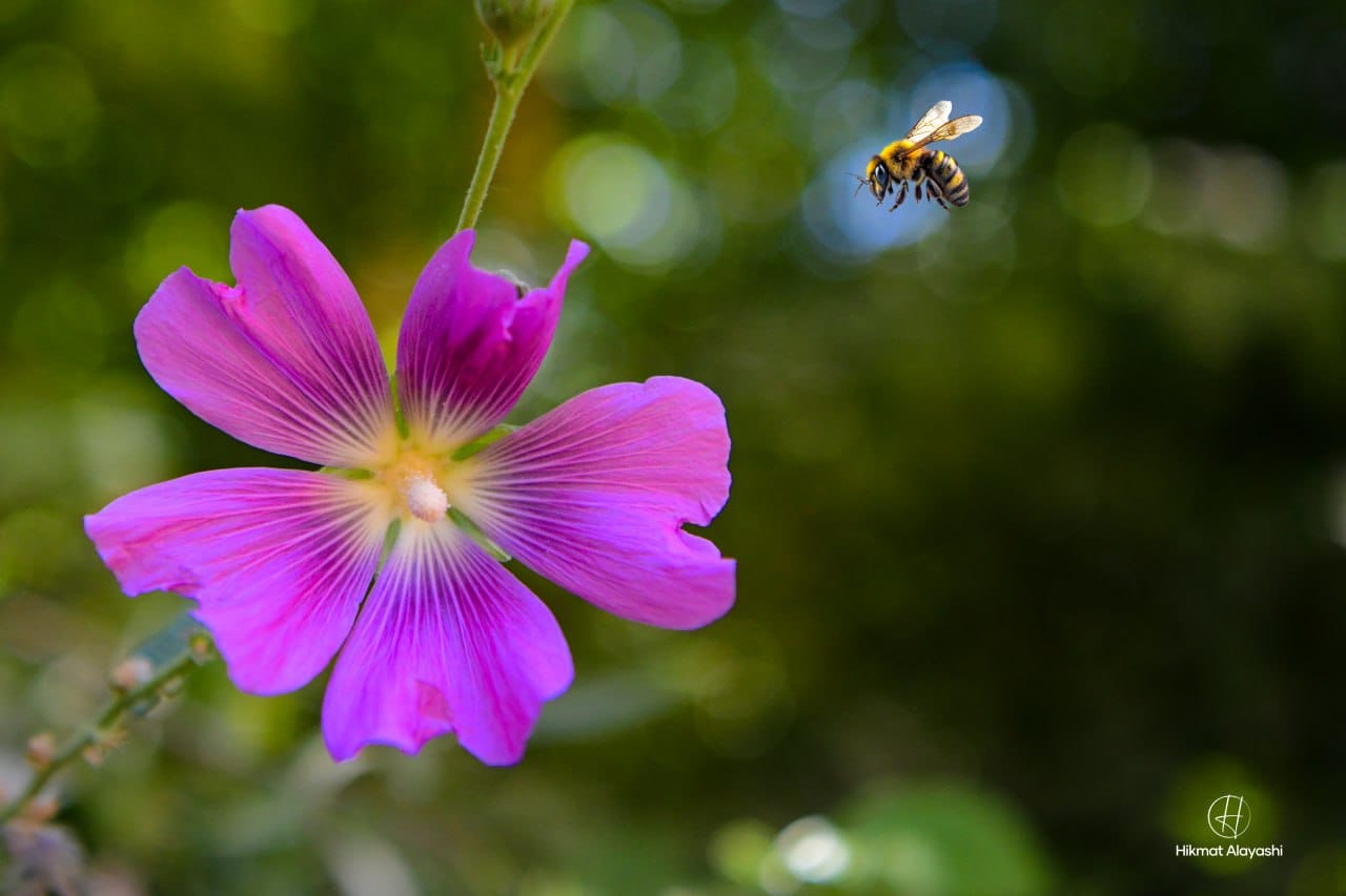 bee flying near a pink flower in Iraq