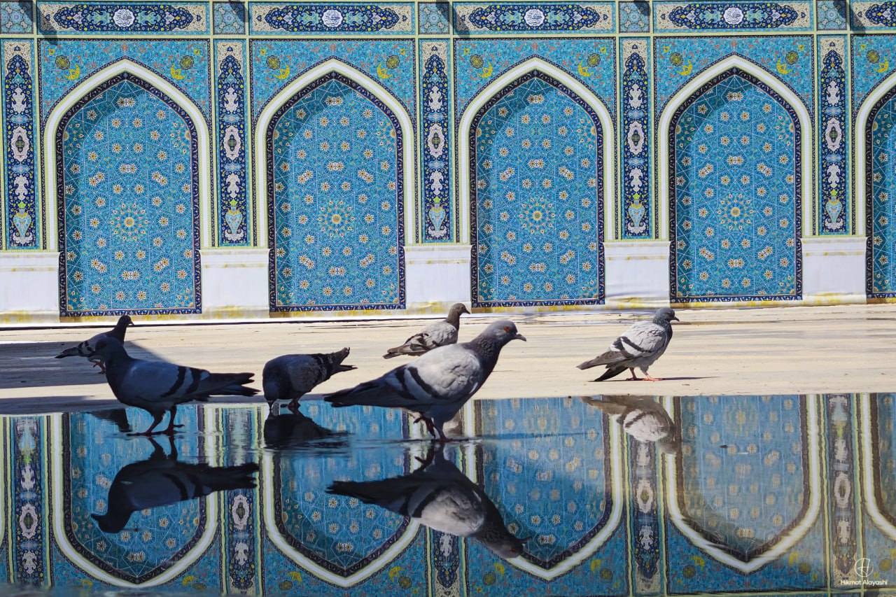 pigeons walking near water reflecting blue Islamic tile patterns
