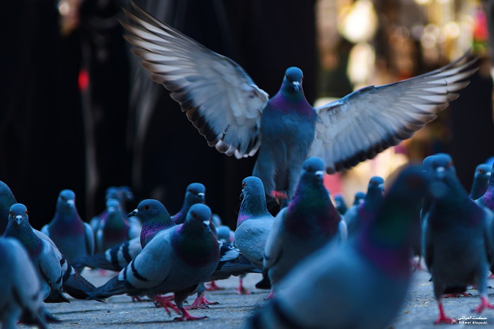group of pigeons with one bird flying above others