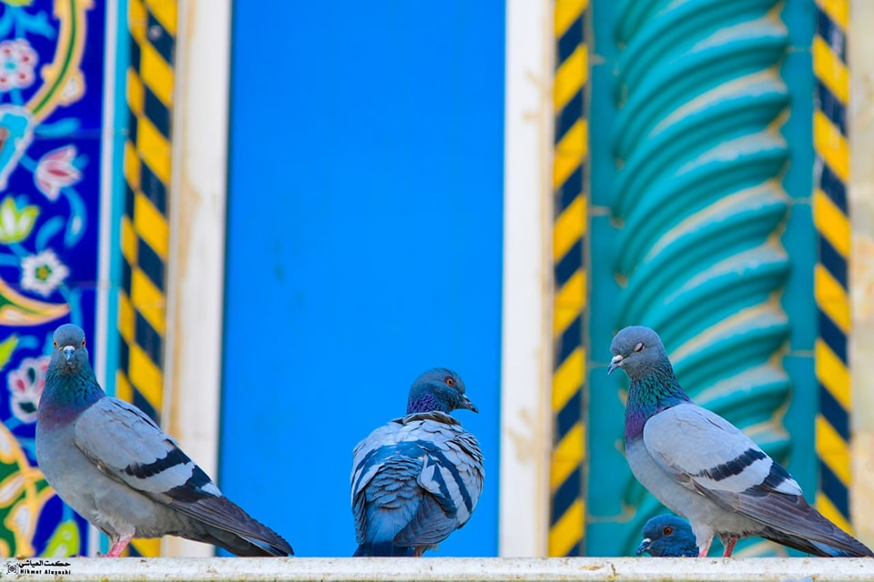 pigeons resting on colorful architectural structure