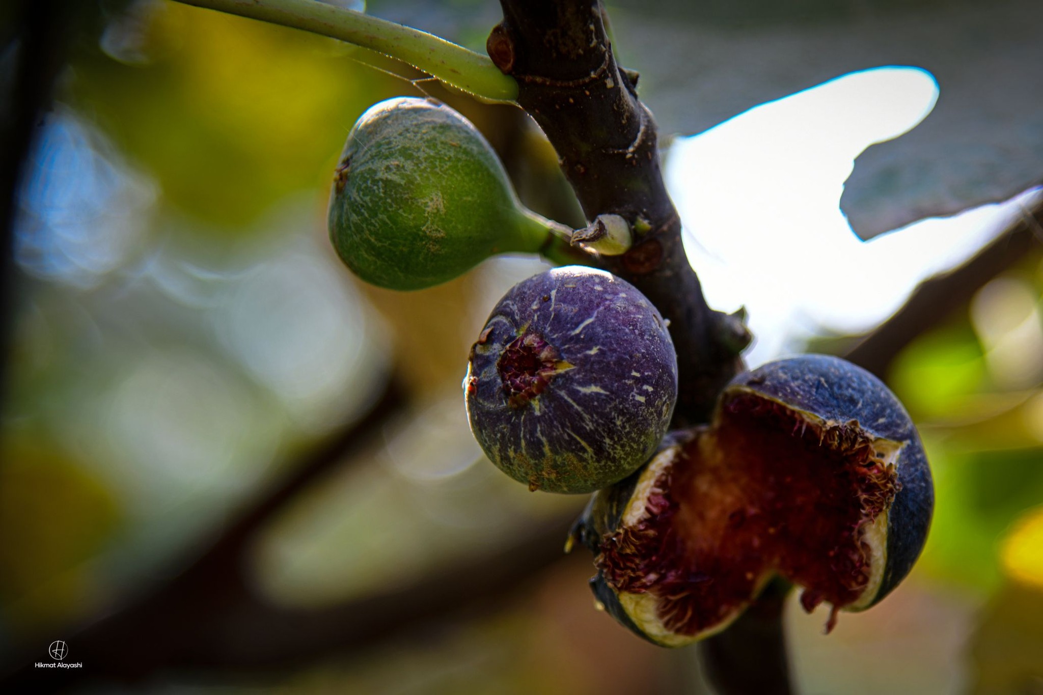 fresh figs growing on tree branch in Iraq