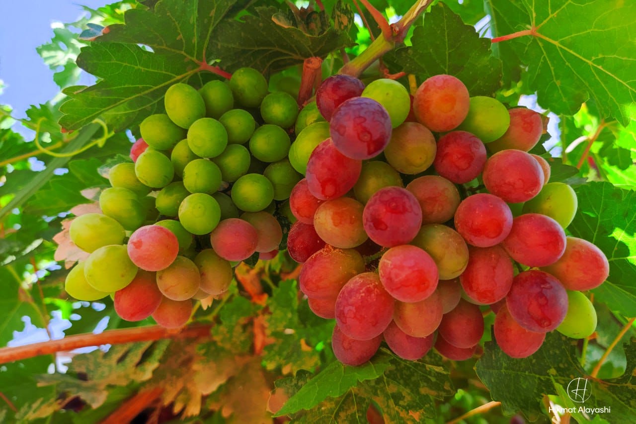 fresh grapes growing in garden vineyard