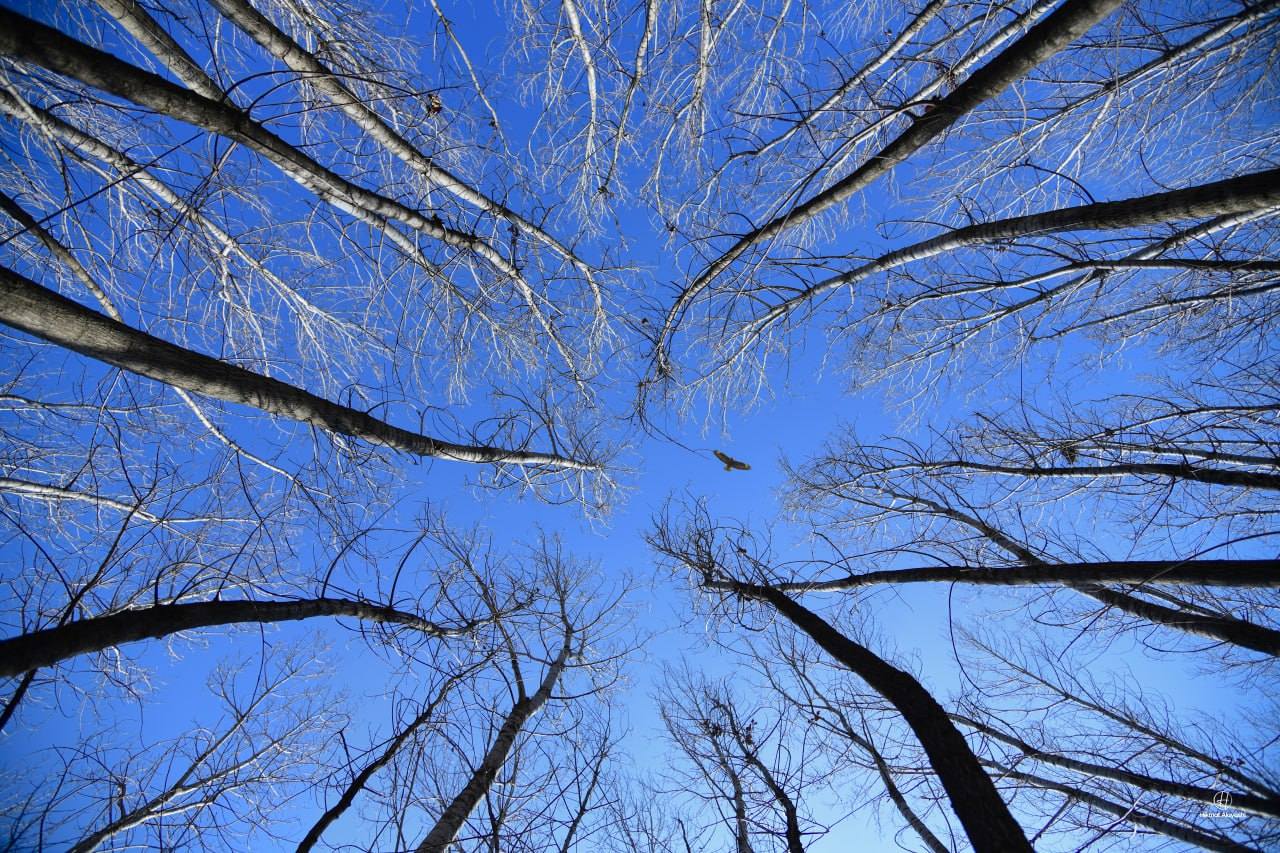tall trees viewed from below with blue sky