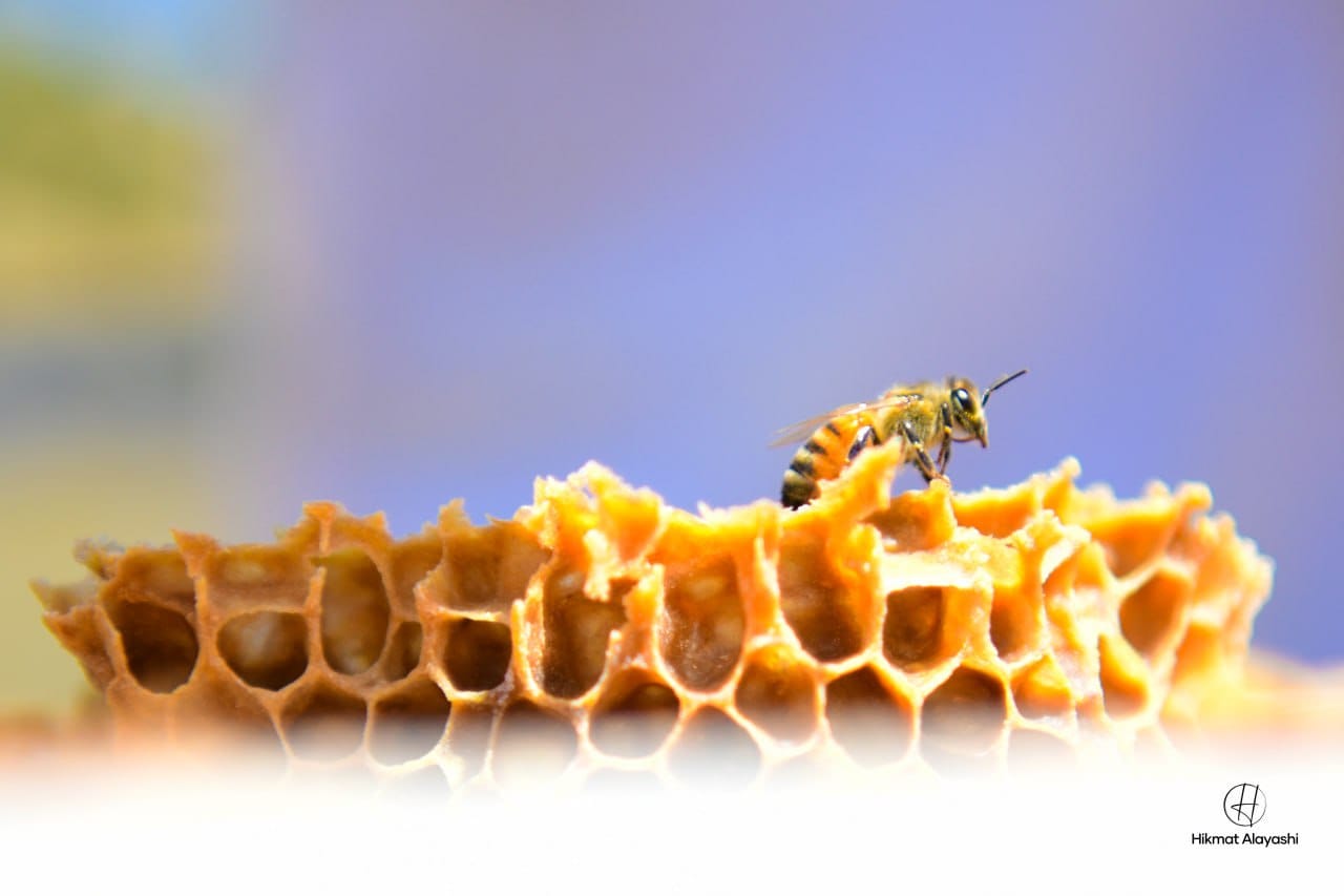 honey bee standing on honeycomb in Iraq