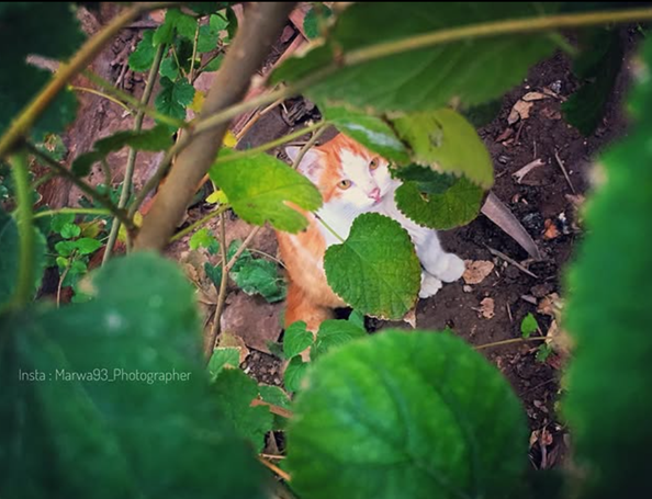 cute kitten between trees scene in Baghdad, Iraq