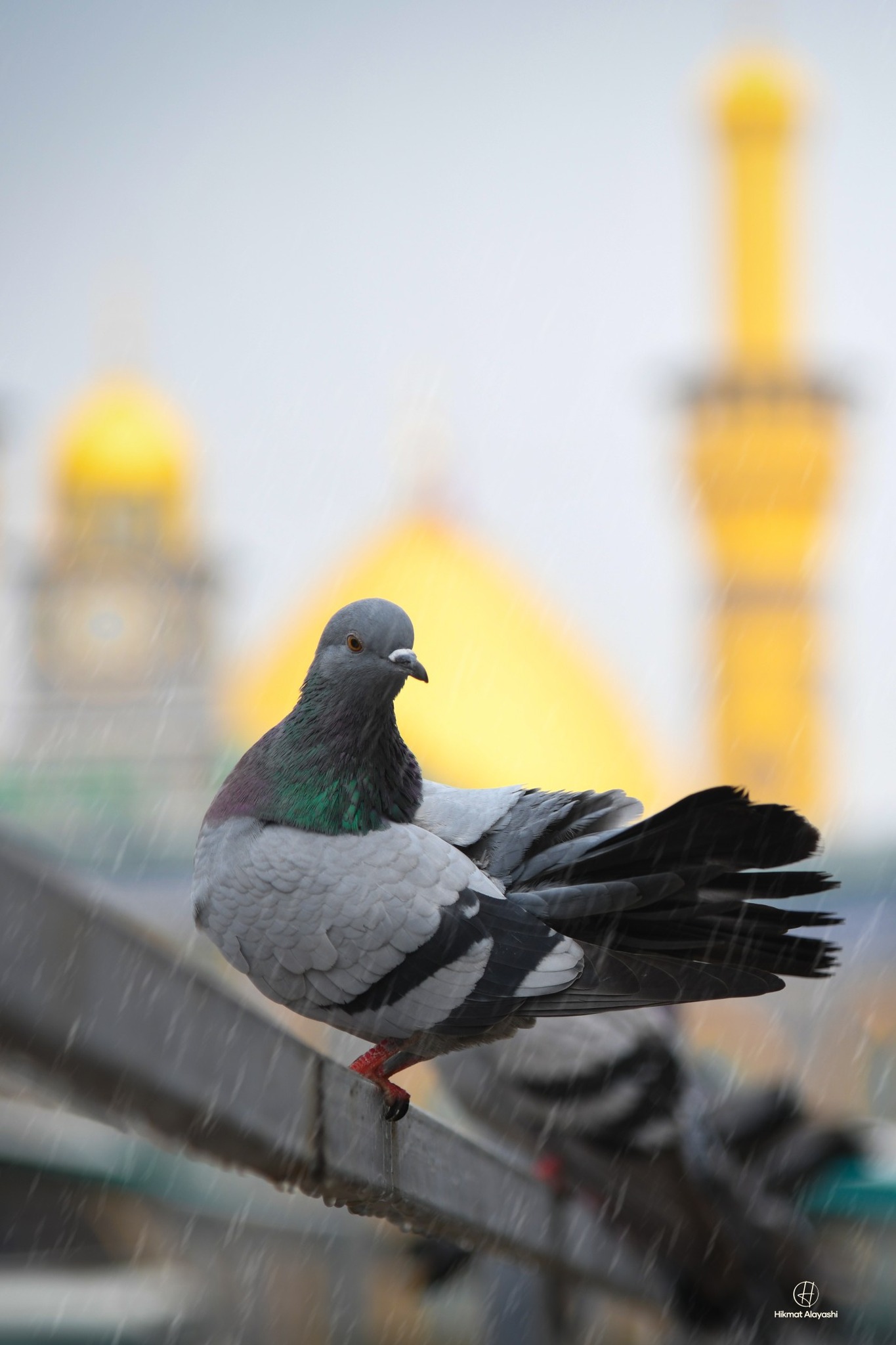 pigeon standing in the rain with shrine minarets in the background in Iraq