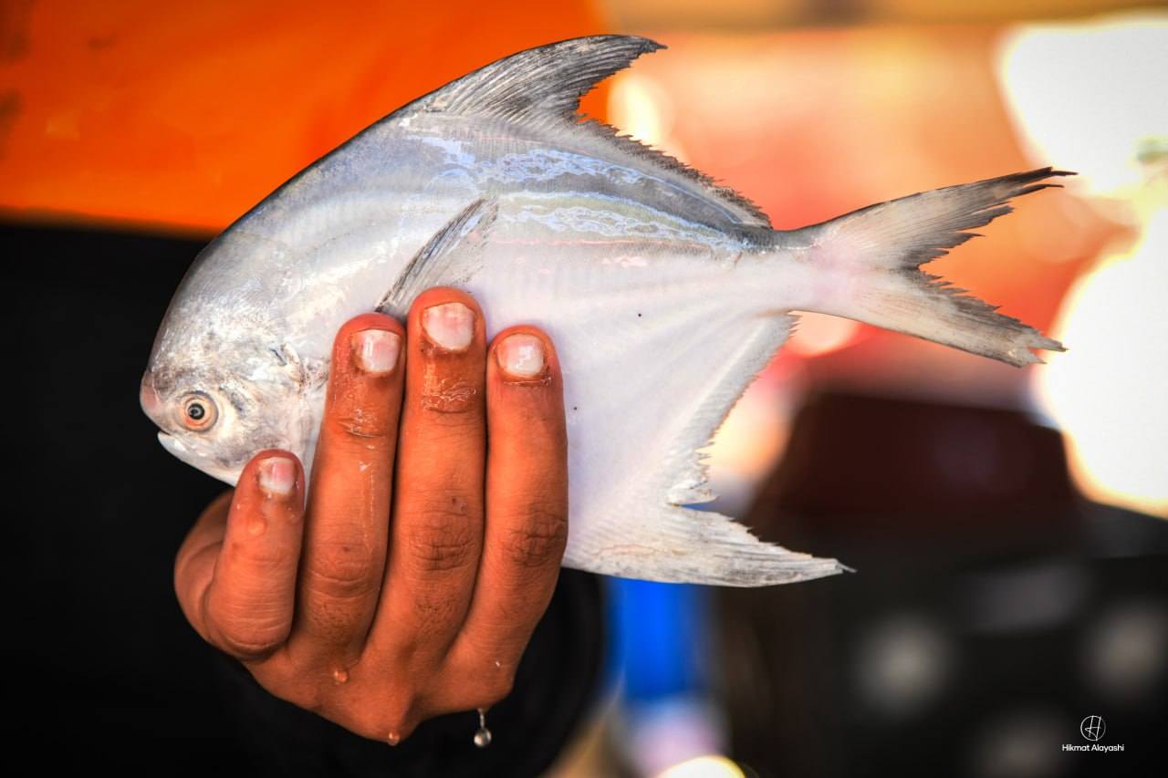 fresh silver fish held by fisherman in Iraq