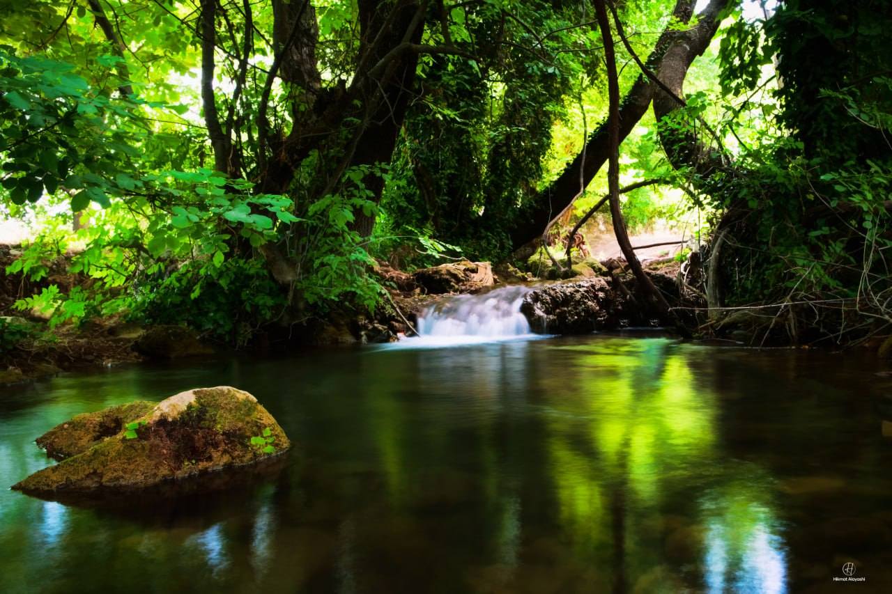 clear green stream flowing through forest in Iraq