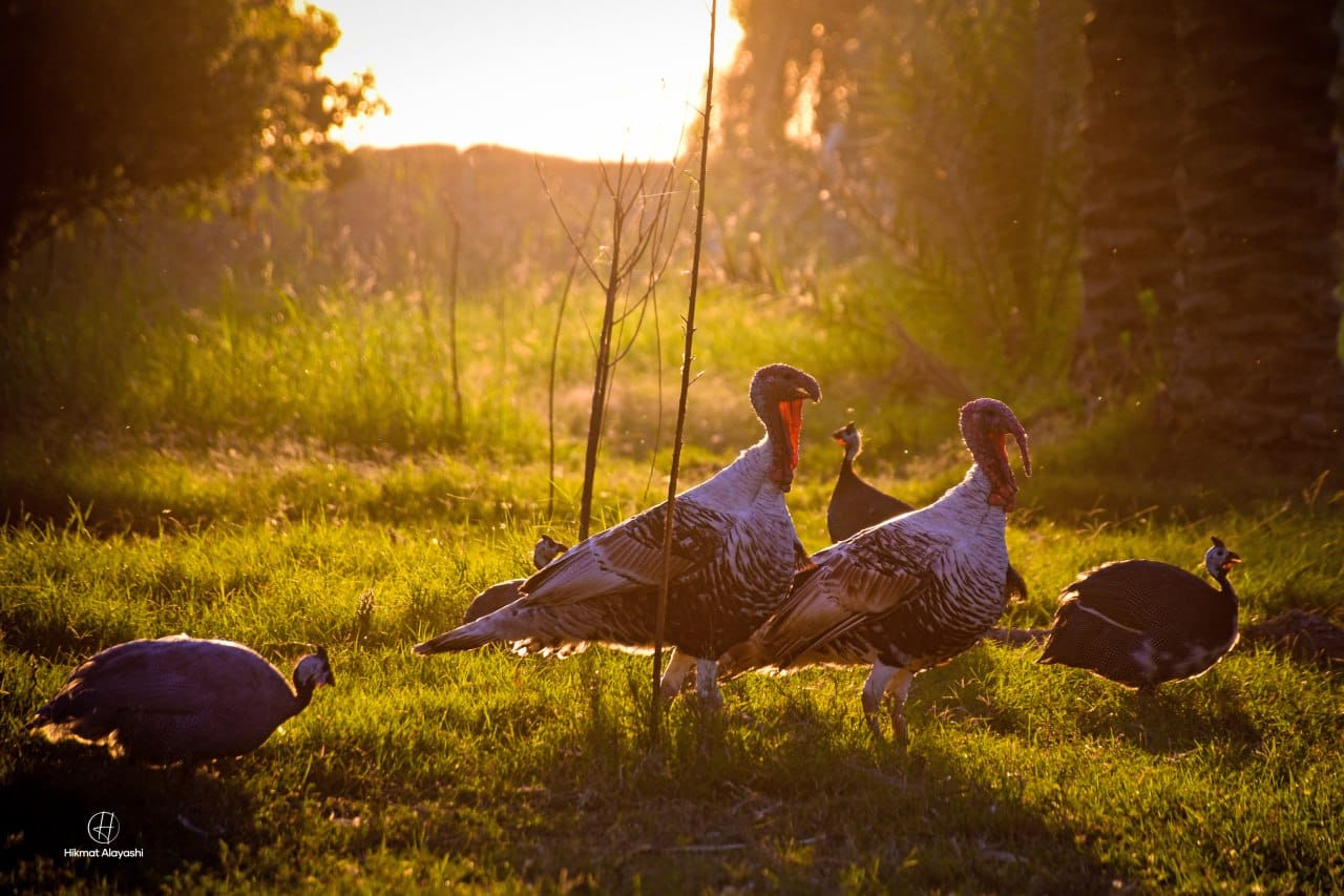 turkeys walking in golden sunset light in Iraq