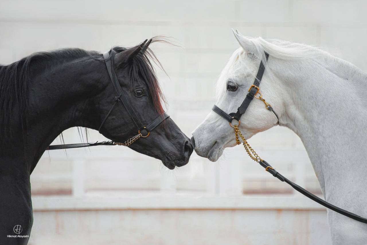 two Arabian horses facing each other in Iraq