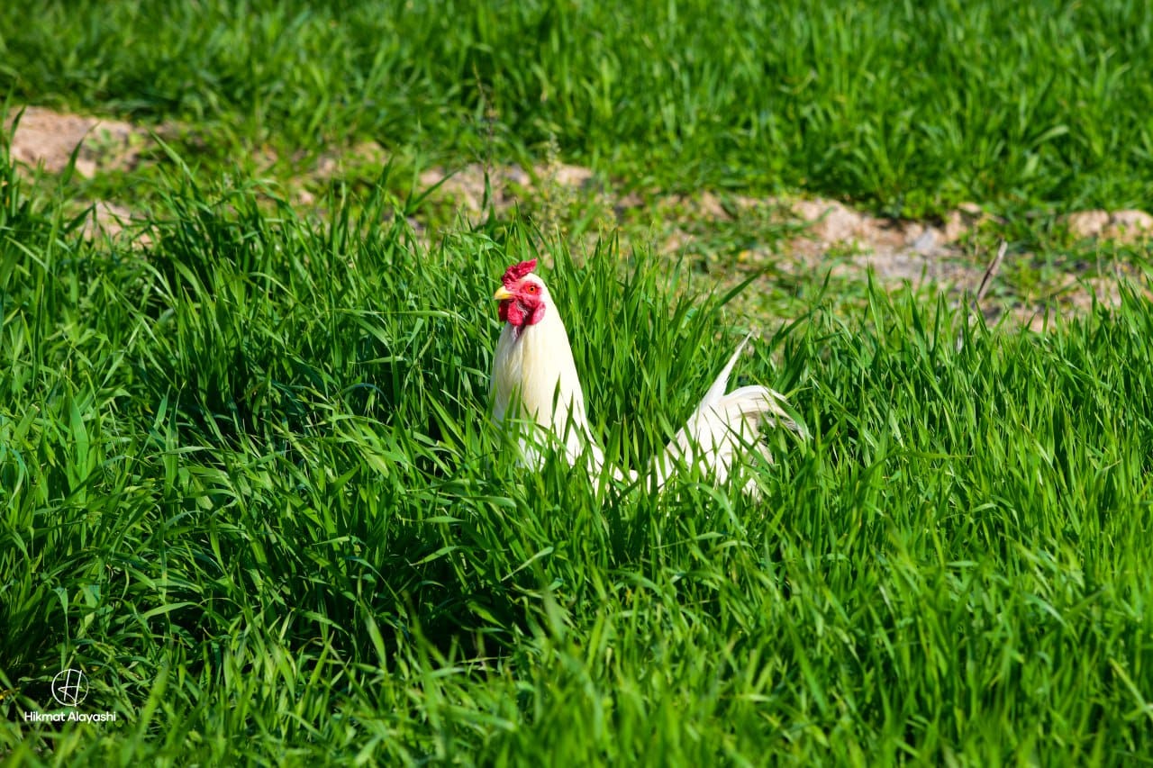 white chicken standing in green grass in Iraq