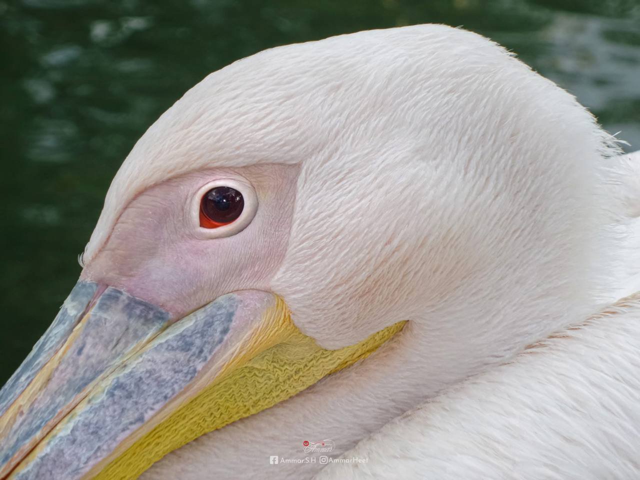 gorgeous white bird in the city of Hit, Iraq
