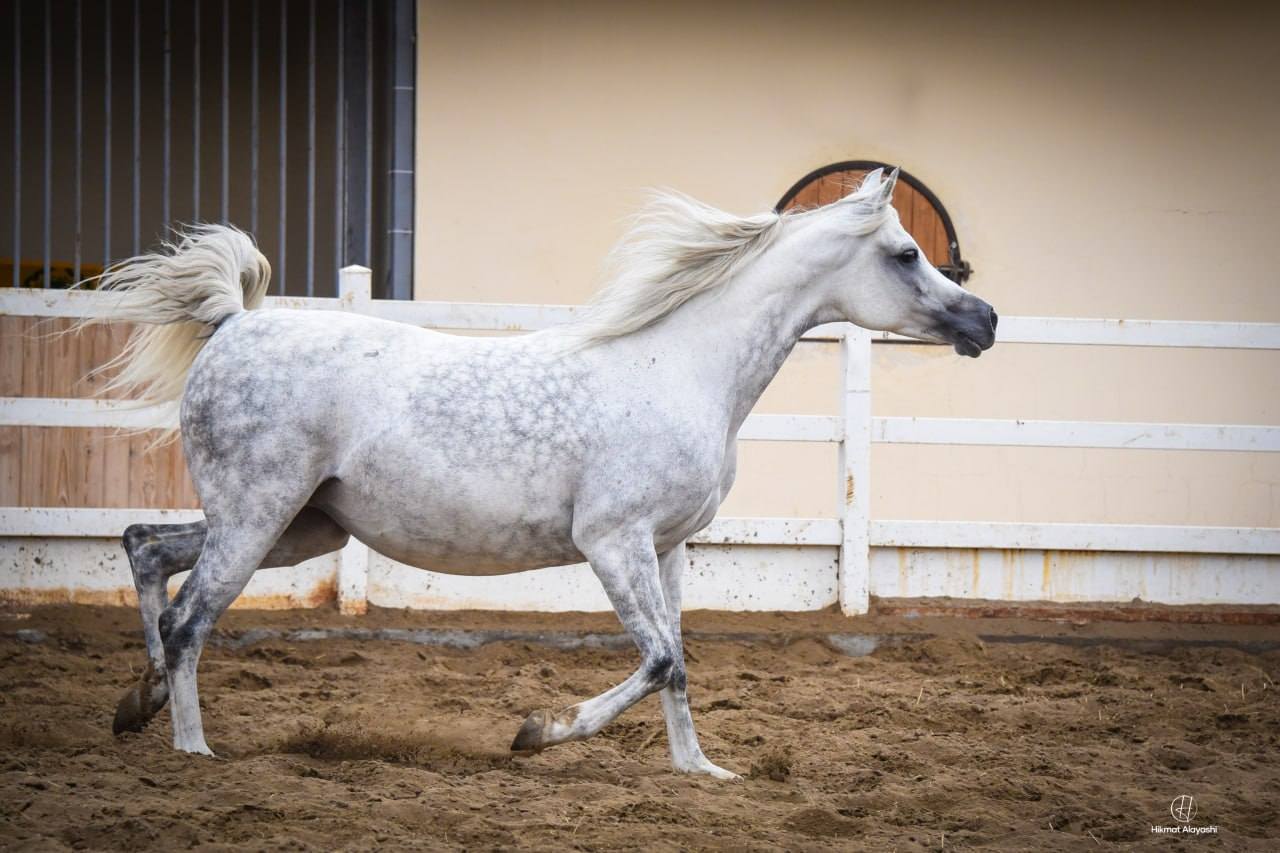 white Arabian horse running in stable arena