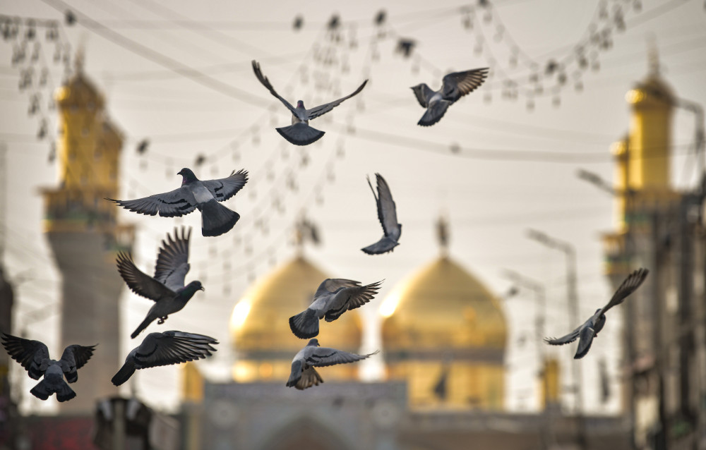 flying birds to sky  scene in baghdad