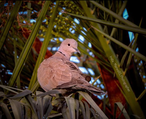 palm tree and bird in Baghdad